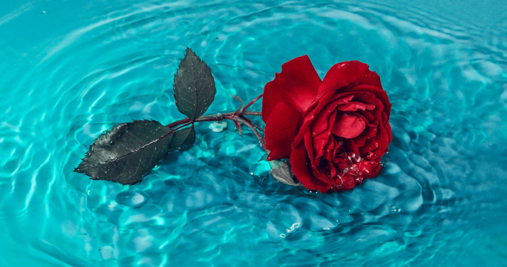 Rose in blauem Wasser